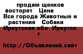 продам щенков восторят › Цена ­ 7 000 - Все города Животные и растения » Собаки   . Иркутская обл.,Иркутск г.